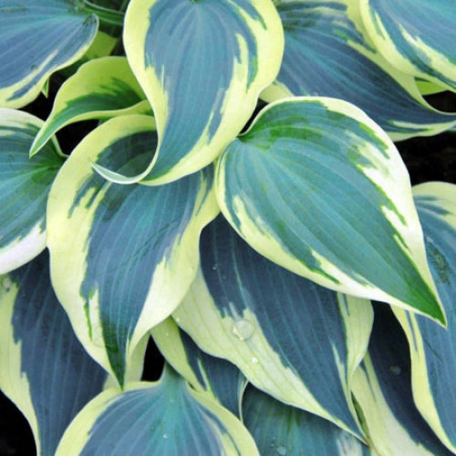 Хоста Blue Ivory (Блю Айвори) М Хоста Blue Ivory (Блю Айвори) М