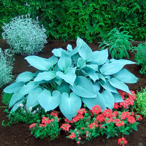 Хоста Canadian Blue (Канадиан Блю) М Хоста Canadian Blue (Канадиан Блю) М