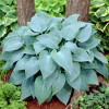 Хоста Canadian Blue (Канадиан Блю) М Хоста Canadian Blue (Канадиан Блю) М