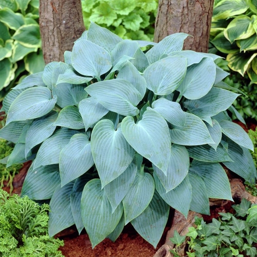 Хоста Canadian Blue (Канадиан Блю) М Хоста Canadian Blue (Канадиан Блю) М