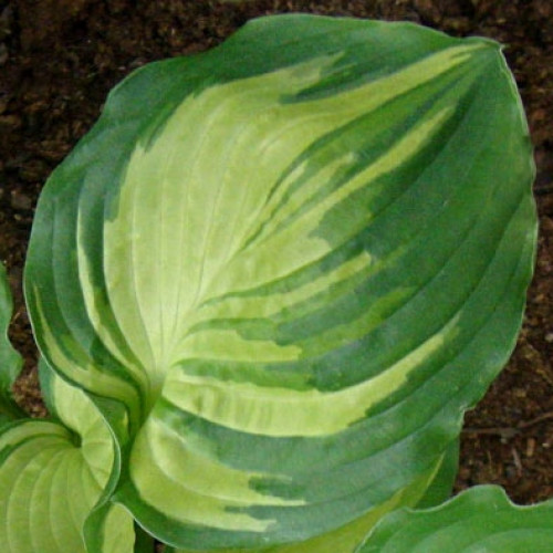 Хоста Lakeside Paisley Print (Лэйксайд Пайсли) S Хоста Lakeside Paisley Print (Лэйксайд Пайсли) S