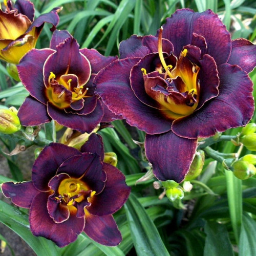 Лилейник Voodoo Dancer (Вуду Дансер) Лилейник Voodoo Dancer (Вуду Дансер)