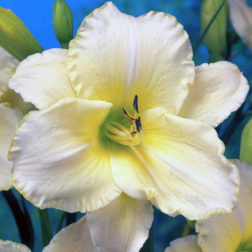 Лилейник Arctic Snow (Арктик Сноу) Лилейник Arctic Snow (Арктик Сноу)