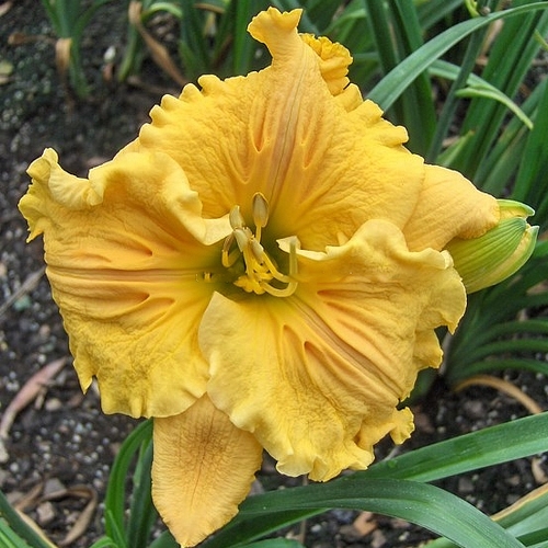 Лилейник Bas Relief (Бас Релиф) Лилейник Bas Relief (Бас Релиф)