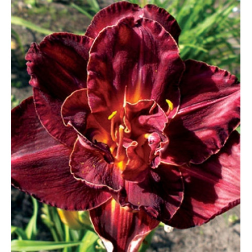 Лилейник Burgundy Love (Бургунди Лав) Лилейник Burgundy Love (Бургунди Лав)