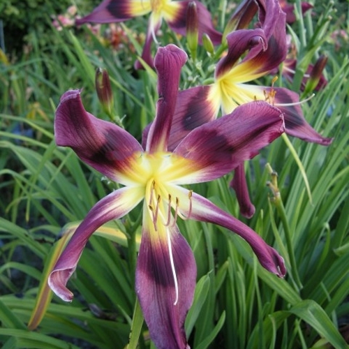 Лилейник Chockcherry Mountain (Чокчерри Маунтин) Лилейник Chockcherry Mountain (Чокчерри Маунтин)