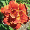 Лилейник Paprika Flame (Паприка Флейм) Лилейник Paprika Flame (Паприка Флейм)