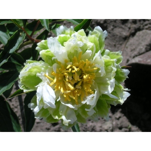 Пион Green Halo (Грин Хало) Пион Green Halo (Грин Хало)