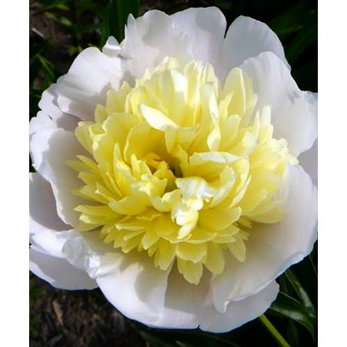 Пион Honey Gold (Ханей Голд) Пион Honey Gold (Ханей Голд)