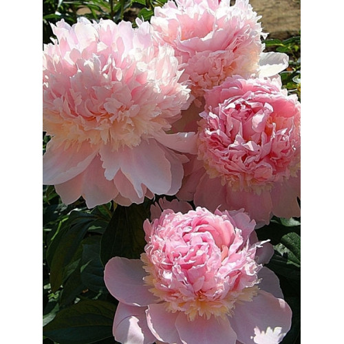 Пион Angel Cheeks (Энджел Чикс) Пион Angel Cheeks (Энджел Чикс)