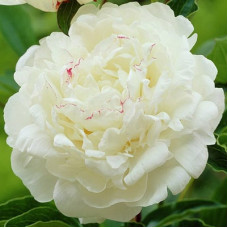 Пион Boule de Neige (Буль де Неж)