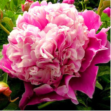 Пион Cora Stubbs (Кора Стаббс)