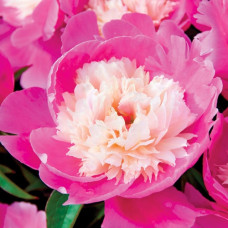 Пион Cora Stubbs (Кора Стаббс)