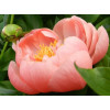 Пион Coral Sunset (Корал Сансет) Пион Coral Sunset (Корал Сансет)