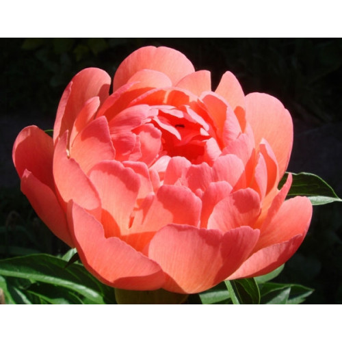 Пион Coral Sunset (Корал Сансет) Пион Coral Sunset (Корал Сансет)