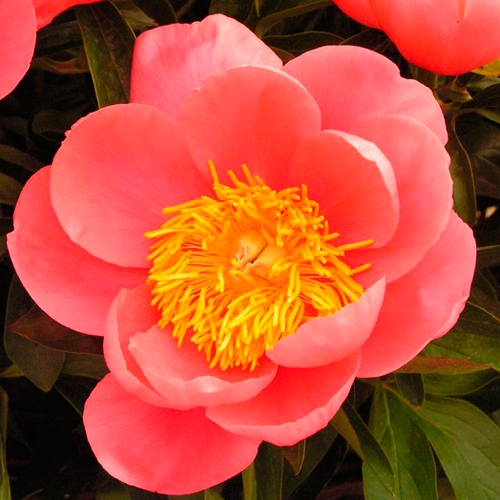 Пион Coral Sunset (Корал Сансет) Пион Coral Sunset (Корал Сансет)