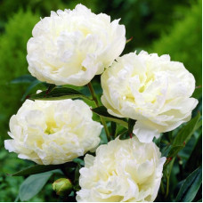 Пион Eden's Temptation (Эденс Темптейшн)