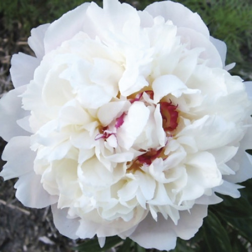 Пион Festiva Maxima (Фестива Максима) Пион Festiva Maxima (Фестива Максима)