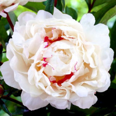 Пион Festiva Maxima (Фестива Максима)