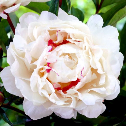 Пион Festiva Maxima (Фестива Максима) Пион Festiva Maxima (Фестива Максима)