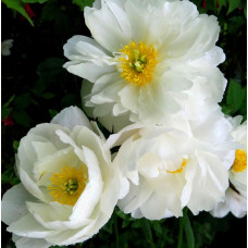 Пион молочноцветковый Miss America