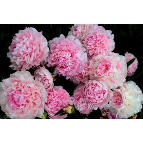 Пион Pillow Talk (Пиллоу Ток) Пион Pillow Talk (Пиллоу Ток)