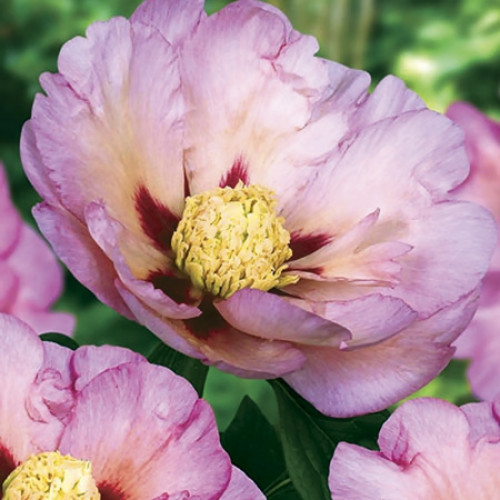 Пион Pastel Splendour (Пастел Сплендор) Пион Pastel Splendour (Пастел Сплендор)