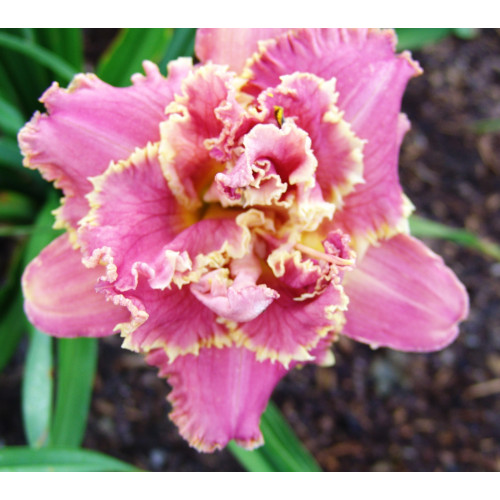 Лилейник Venetian Fringe (Венешиан Фриндж) Лилейник Venetian Fringe (Венешиан Фриндж)