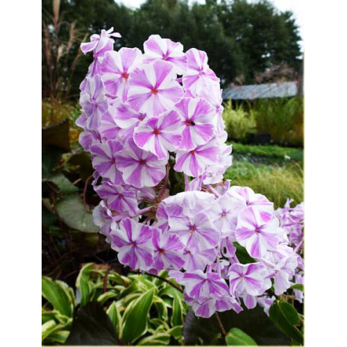 Флокс All in One (Ол ин Ван) Флокс All in One (Ол ин Ван)