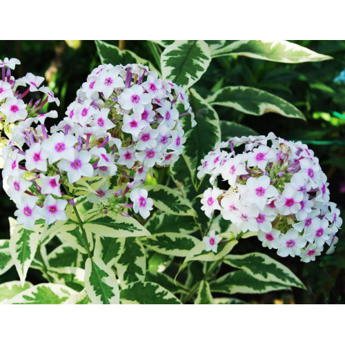 Флокс Creme de Menthe (Крем де Менс) Флокс Creme de Menthe (Крем де Менс)