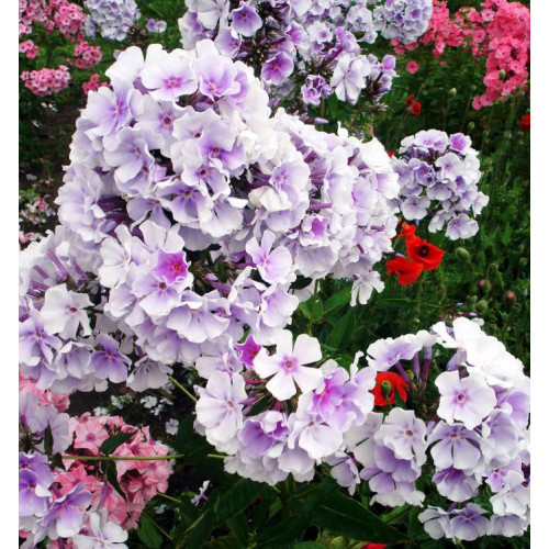 Флокс Lavendelwolke (Лавенделвольке) Флокс Lavendelwolke (Лавенделвольке)