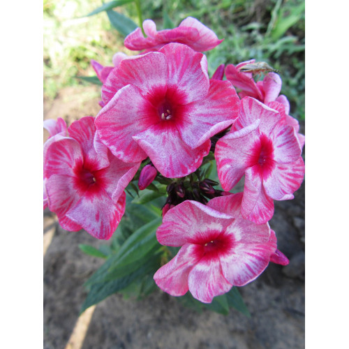 Флокс Ferris Wheel (Ферис Вил) Флокс Ferris Wheel (Ферис Вил)