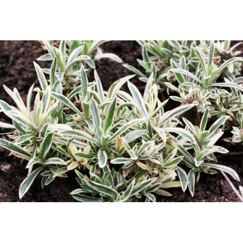 Флокс Amoena Variegata Флокс Amoena Variegata