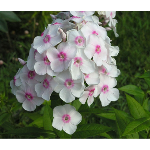 Флокс Europa (Европа) Флокс Europa (Европа)