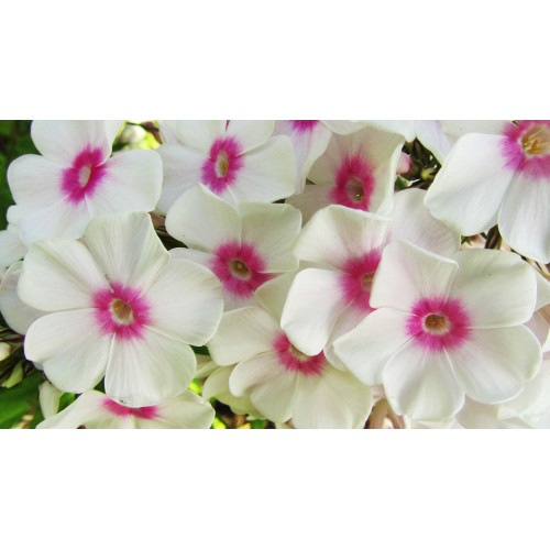 Флокс Europa (Европа) Флокс Europa (Европа)