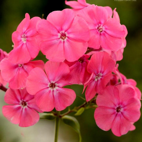 Флокс Candy Floss (Канди Флос) Флокс Candy Floss (Канди Флос)