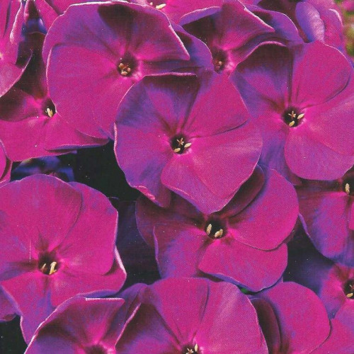 Флокс Younigue Old Purple (Юник Олд Пёпл) Флокс Younigue Old Purple (Юник Олд Пёпл)