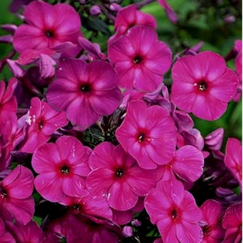 Флокс Younigue Old Purple (Юник Олд Пёпл) Флокс Younigue Old Purple (Юник Олд Пёпл)