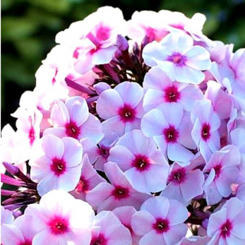 Флокс Graf Zeppelin (Граф Цеппелин) Флокс Graf Zeppelin (Граф Цеппелин)