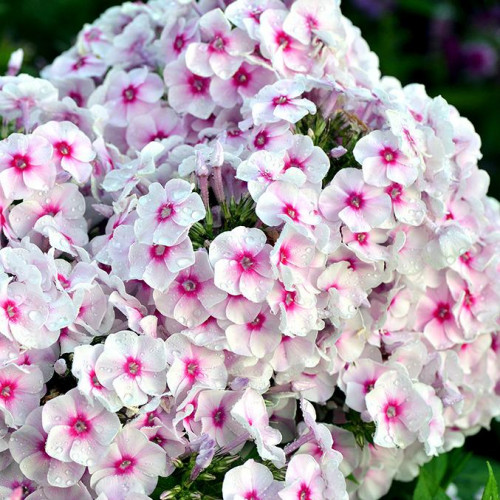 Флокс Graf Zeppelin (Граф Цеппелин) Флокс Graf Zeppelin (Граф Цеппелин)