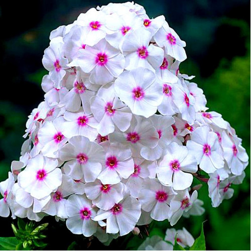 Флокс Graf Zeppelin (Граф Цеппелин) Флокс Graf Zeppelin (Граф Цеппелин)