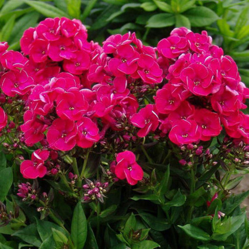 Флокс Strawberry Daquiary (Строберри Дайкири) Флокс Strawberry Daquiary (Строберри Дайкири)