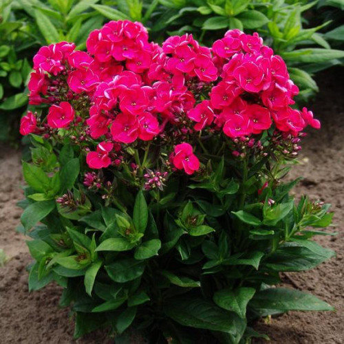 Флокс Strawberry Daquiary (Строберри Дайкири) Флокс Strawberry Daquiary (Строберри Дайкири)