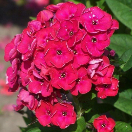 Флокс Strawberry Daquiary (Строберри Дайкири) Флокс Strawberry Daquiary (Строберри Дайкири)