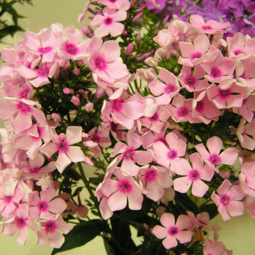 Флокс Бисер Флокс Бисер