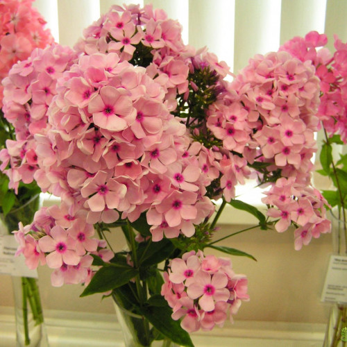 Флокс Бисер Флокс Бисер