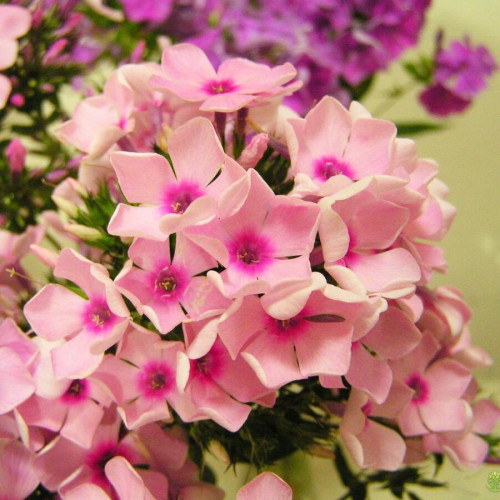 Флокс Бисер Флокс Бисер