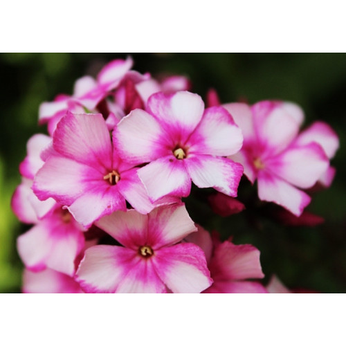 Флокс Miss Elie (Мисс Эли) Флокс Miss Elie (Мисс Эли)