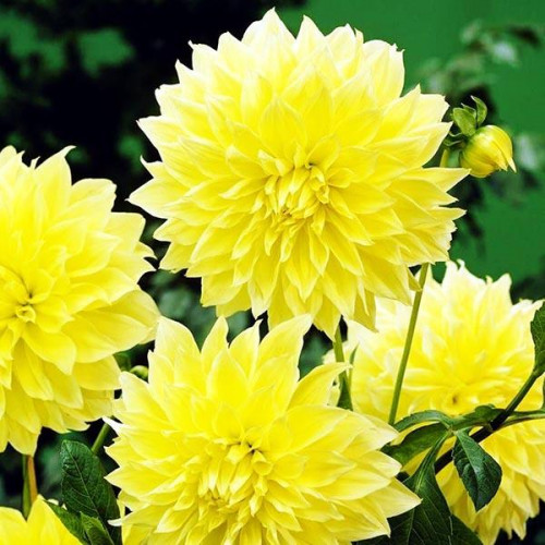 Георгина макси Kelvin Floodlight (Кельвин Флудлайт) Георгина макси Kelvin Floodlight (Кельвин Флудлайт)