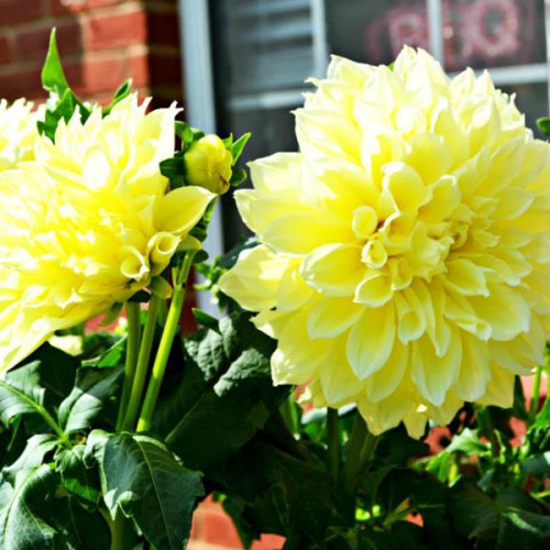 Георгина макси Kelvin Floodlight (Кельвин Флудлайт) Георгина макси Kelvin Floodlight (Кельвин Флудлайт)